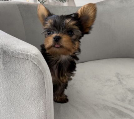 yorkie puppies for sale toronto