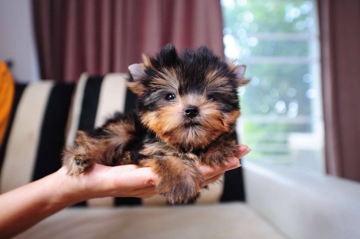 How Long Do Yorkshire Terrier Dogs Live